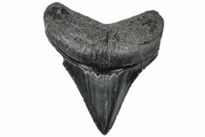 Serrated, Juvenile Megalodon Tooth - South Carolina #310462